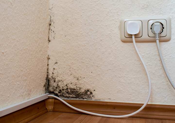 Mold Removal San Francisco